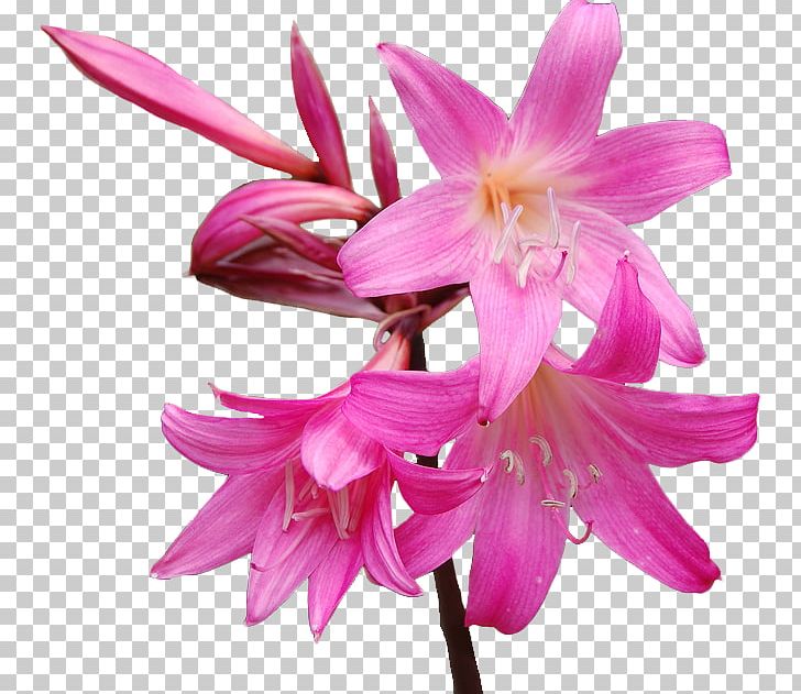 Cut Flowers Belladonna Jersey Lily Plants PNG, Clipart,  Free PNG Download