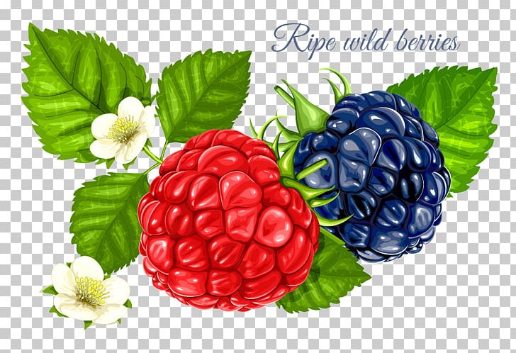 Frutti Di Bosco Red Raspberry PNG, Clipart, Blackberry, Boysenberry, Food, Fruit, Fruit Nut Free PNG Download