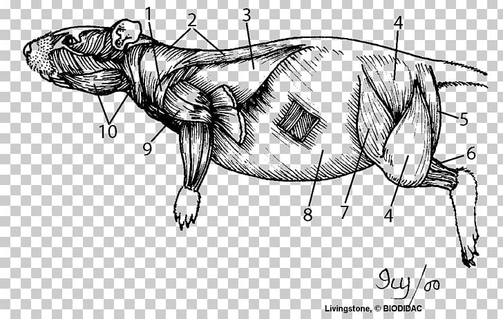 Rat Dissection Muscle Anatomy Human Body PNG, Clipart, Angle, Animals, Arm, Carnivoran, Cartoon Free PNG Download