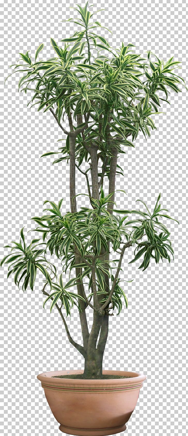 Tree Bamboo Houseplant Penjing Bonsai PNG, Clipart, Bamboo, Bonsai, Cicek Resimleri, Dracaena, Dracaena Reflexa Free PNG Download