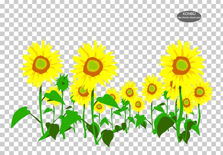 Common Sunflower Sunflower Seed Europe PNG, Clipart, Applause, Castle, Common Sunflower, Daisy Family, Email Free PNG Download