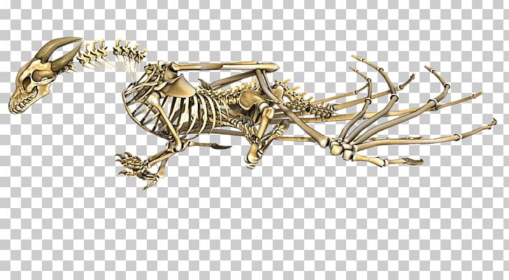 Human Skeleton Bone The Elder Scrolls V: Skyrim – Dragonborn PNG, Clipart,  Free PNG Download