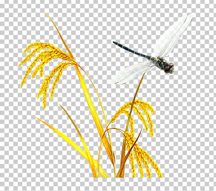 Rice Oryza Sativa PNG, Clipart, Autumnal, Autumn Background, Autumn Harvest, Autumn Leaf, Autumn Leaves Free PNG Download