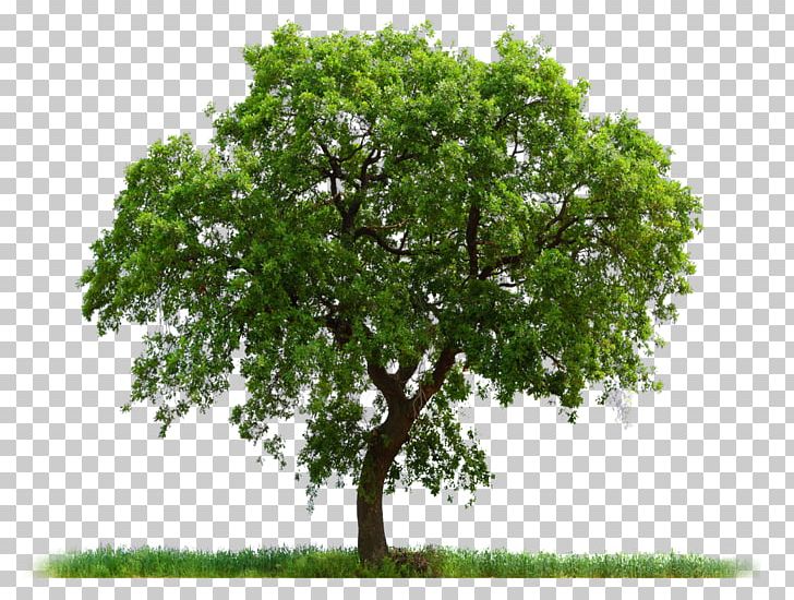 Tree PNG, Clipart, Branch, Computer Icons, Download, Editing, Encapsulated Postscript Free PNG Download