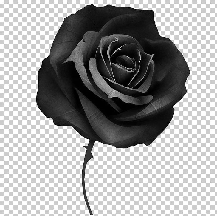 Black Rose Cover-up Tattoo Desktop PNG, Clipart, Black, Blackandgray, Black And White, Color, Coverup Free PNG Download