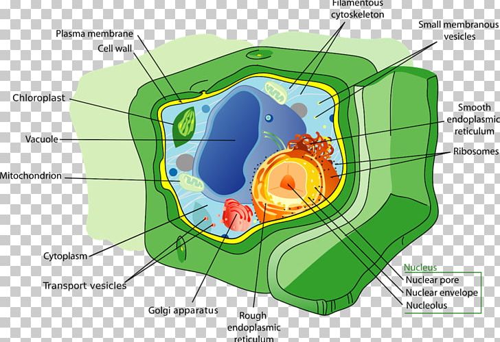 Plant Cell Organelle Vacuole Png Clipart Area Biology