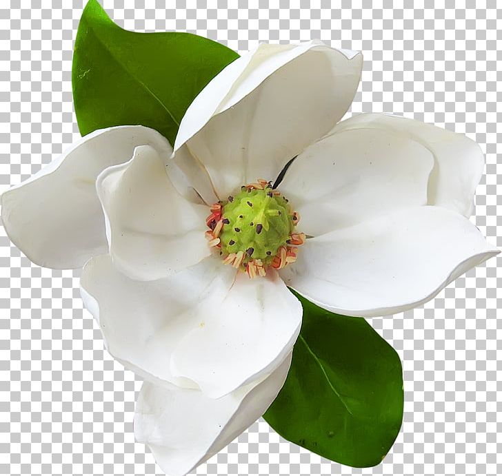 Flower Encapsulated Postscript Rose Order PNG, Clipart, Apricot, Computer Graphics, Cut Flowers, Digital Scrapbooking, Download Free PNG Download