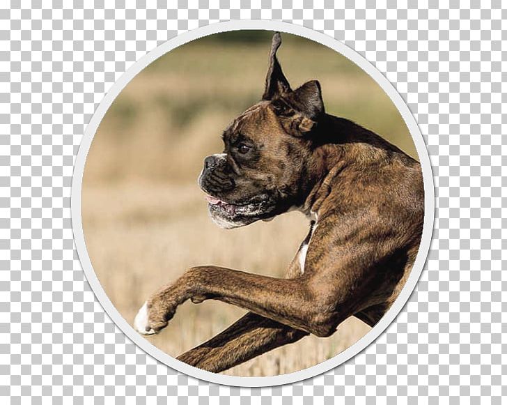 Boxer Dog Breed Bullenbeisser Labrador Retriever Snout PNG, Clipart, Boxer, Breed, Bullenbeisser, Carnivoran, Cat Free PNG Download