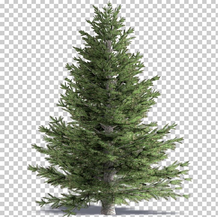 Spruce White Fir Pine Building Information Modeling False Cypress PNG, Clipart, Archicad, Autocad Dxf, Autodesk Revit, Building Information Modeling, Christmas Decoration Free PNG Download