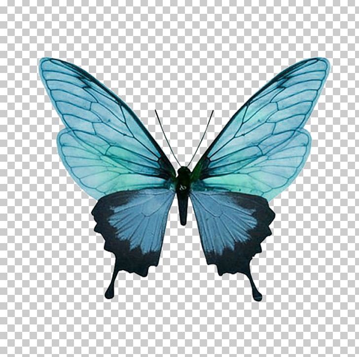 Butterfly Green Papilio Palinurus Comet Moth PNG, Clipart, Animal, Blue, Blue Butterfly, Brush Footed Butterfly, Butterflies Free PNG Download