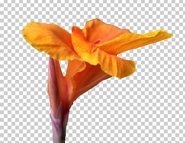Icon PNG, Clipart, Beautiful, Beautiful Flowers, Big, Big Flower, Canna Free PNG Download