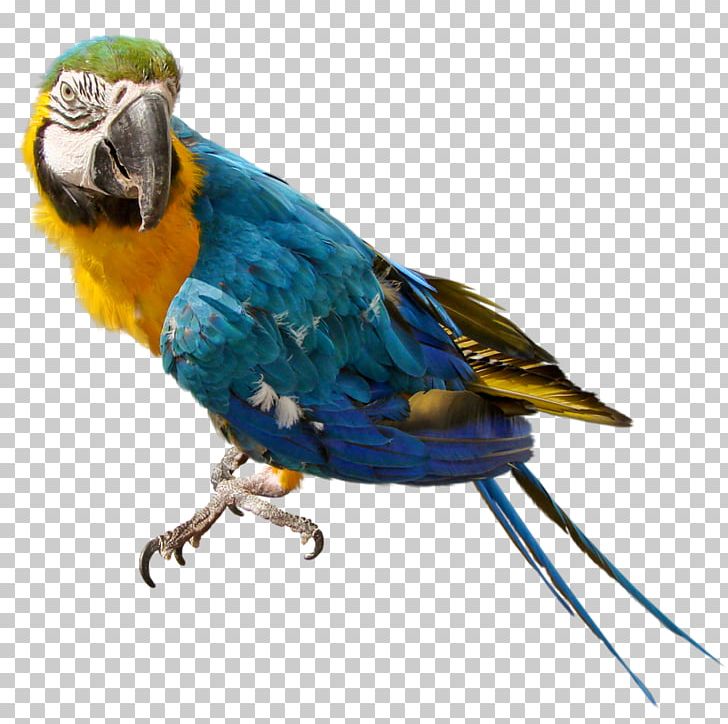 Parrot Bird Nest Columbidae PNG, Clipart, Animals, Background, Beak, Bird, Birdcage Free PNG Download