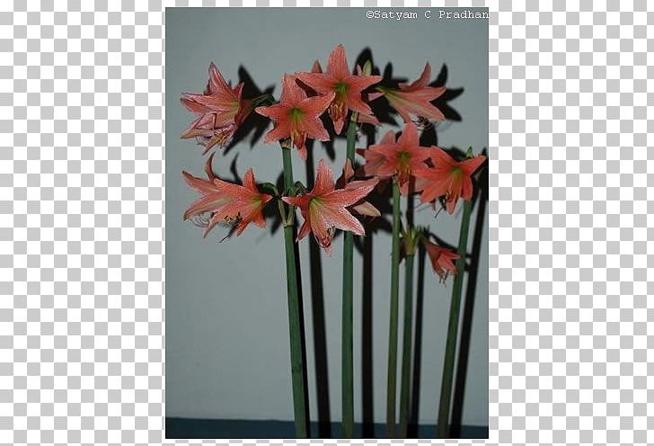Amaryllis Jersey Lily Houseplant Artificial Flower Plant Stem PNG, Clipart, Amaryllis, Amaryllis Belladonna, Amaryllis Family, Artificial Flower, Belladonna Free PNG Download