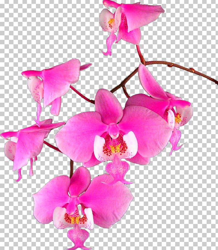 Moth Orchids Cattleya Orchids Raster Graphics PNG, Clipart, Cattleya, Cattleya Orchids, Clip Art, Cut Flowers, Digital Image Free PNG Download
