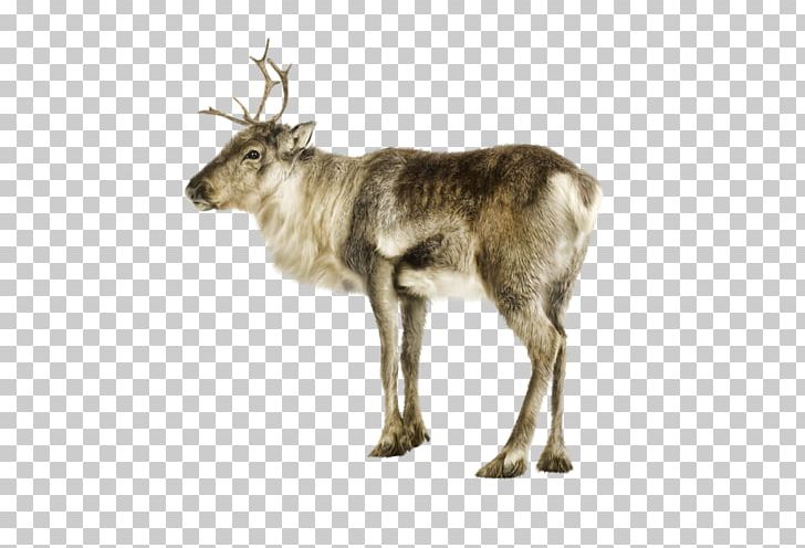 Reindeer Photography PNG, Clipart, Animal, Animals, Antler, Christmas, Deer Free PNG Download