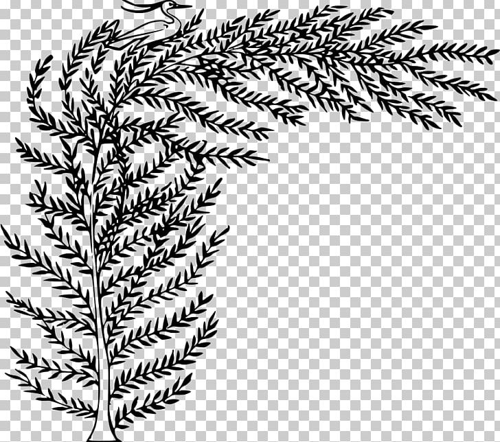 Drawing Computer Icons PNG, Clipart, Art, Black And White, Branch, Conifer, Evergreen Free PNG Download