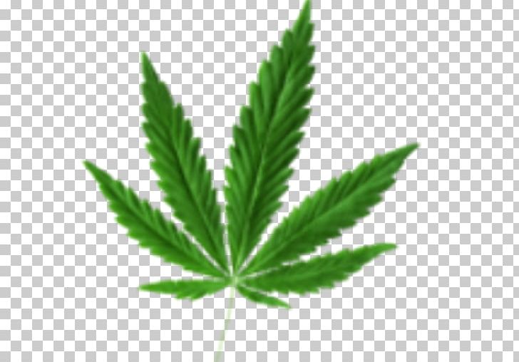 Medical Cannabis Cannabis Industry Cannabis Cultivation Joint PNG, Clipart, Blue Dream, Cannabis, Cannabis Cultivation, Cannabis Industry, Cannabis Smoking Free PNG Download