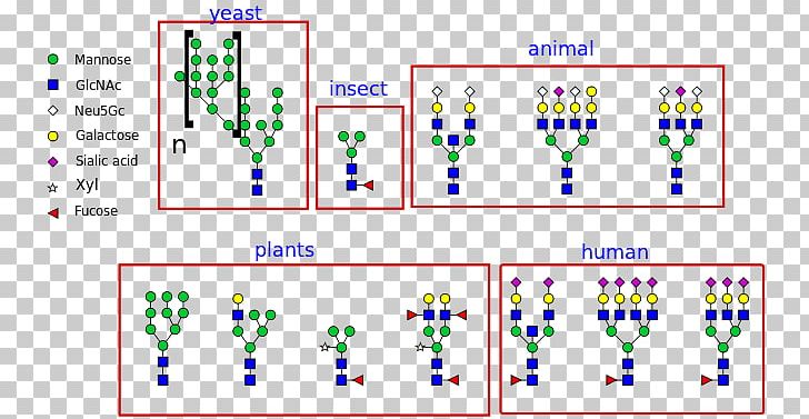 N-linked Glycosylation Glycan Asparagine Oligosaccharide PNG, Clipart, Amide, Amino Acid, Angle, Area, Asparagine Free PNG Download