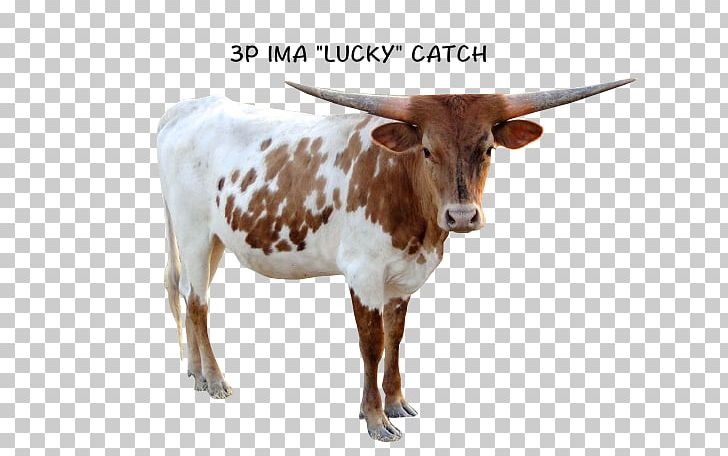 Texas Longhorn Zebu Calf English Longhorn Dairy Cattle PNG, Clipart, Bull, Calf, Cattle, Cattle Like Mammal, Cow Goat Family Free PNG Download