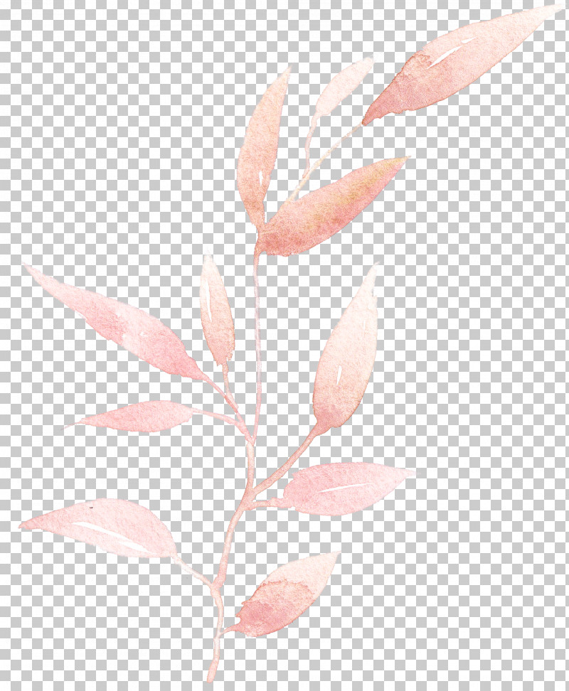 Pink Leaf Plant Flower Pedicel PNG, Clipart, Branch, Flower, Leaf, Magnolia, Pedicel Free PNG Download