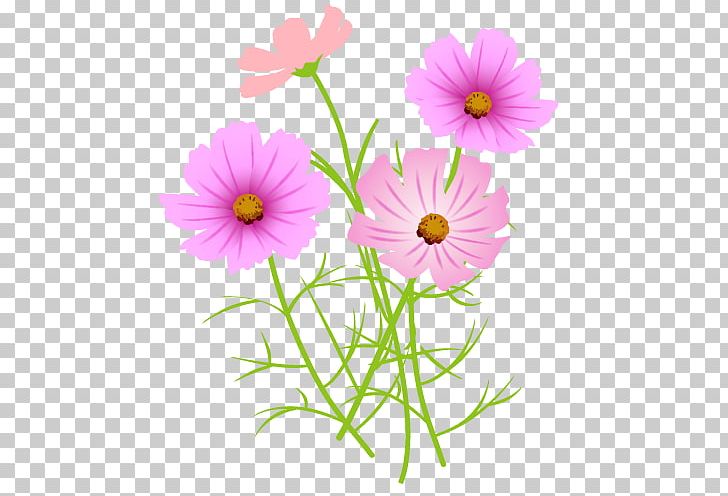 Autumn Flower Drawing Floral Design PNG, Clipart, Annual Plant, Autumn, Cosmos Pharmaceutical Corporation, Cut Flowers, Daisy Free PNG Download