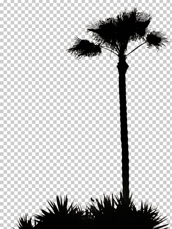 Carbon Footprint Ecological Footprint Sustainability Tree PNG, Clipart, Arecaceae, Arecales, Black And White, Borassus Flabellifer, Branch Free PNG Download