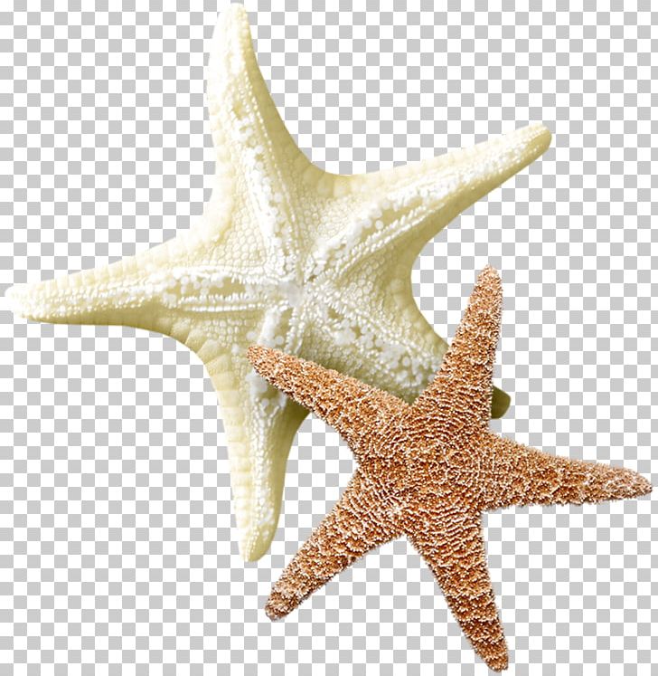 Starfish Echinoderm Sea PNG, Clipart, Animaatio, Animals, Clip Art, Desktop Wallpaper, Echinoderm Free PNG Download