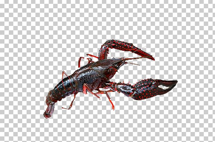 Xuyi County Lobster Crab Seafood Palinurus Elephas PNG, Clipart, American Lobster, Animals, Animal Source Foods, Aquaculture, Crab Free PNG Download