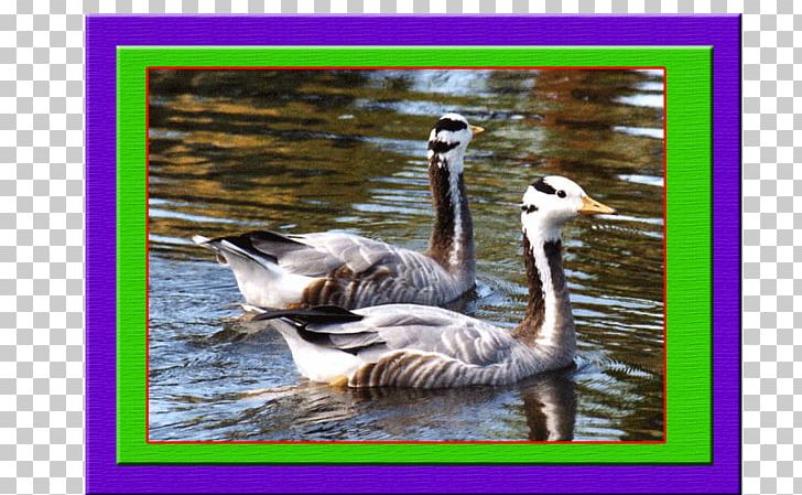 Bar-headed Goose Duck Bird Cygnini PNG, Clipart, Animals, Barheaded Goose, Bird, Bird Migration, Bird Nest Free PNG Download