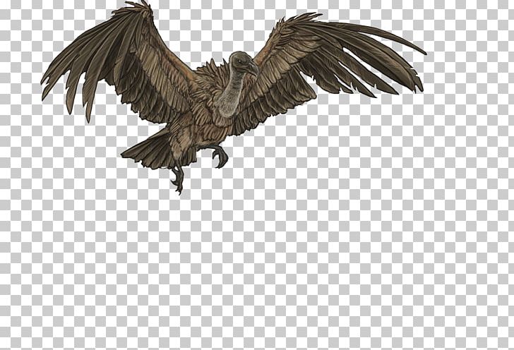 Bird Vulture Eagle Owl Lion PNG, Clipart, Animals, Barn Owl, Beak, Bearded Vulture, Bird Free PNG Download