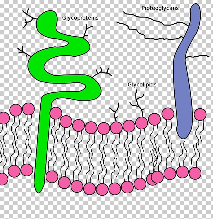 Lipid Bilayer Phospholipid Glycoprotein Cell Membrane PNG, Clipart, Area, Artwork, Bilayer, Biological Membrane, Biology Free PNG Download