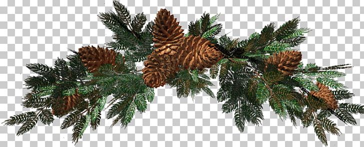 Magyarországi Evangéliumi Testvérközösség Szegedi Gyülekezete Spruce .gl .az Caucasian Shepherd Dog PNG, Clipart, Branch, Central Asian Shepherd Dog, Conifer, Diamonds, Evergreen Free PNG Download