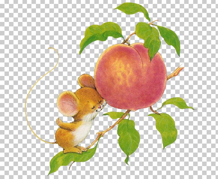 Apricot Peach Apple Food Still Life Photography PNG, Clipart, Apple, Apricot, Art, Branch, Cartoon Free PNG Download