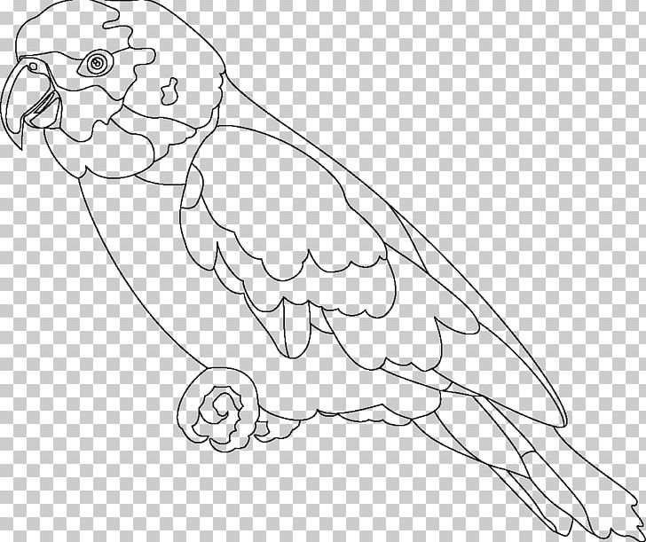 Parrots Coloring Bird Amazon Parrot Macaw PNG, Clipart, Angle, Animals, Arm, Bird, Color Free PNG Download