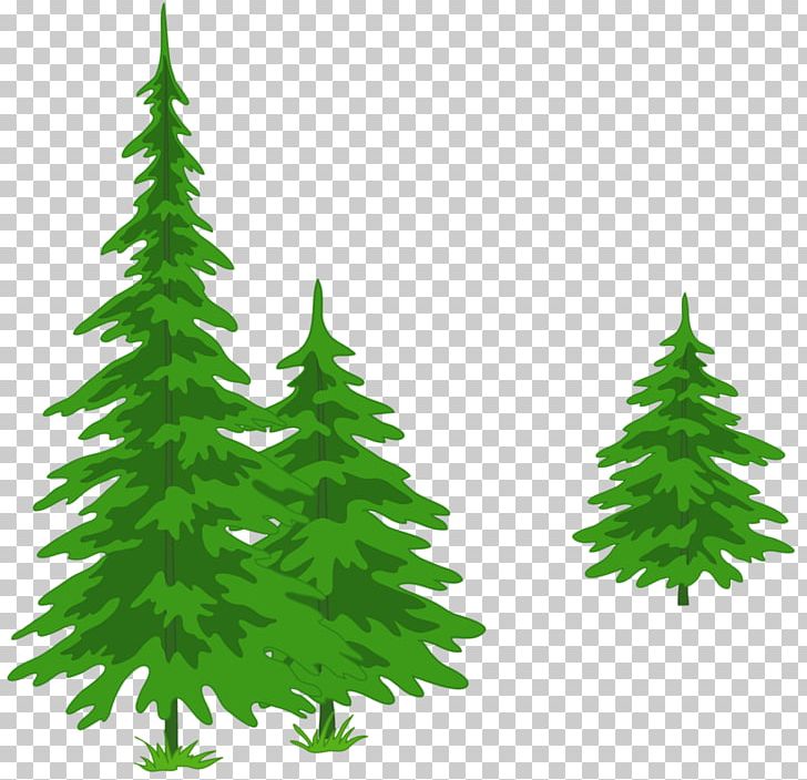 Spruce Fir Pine Tree PNG, Clipart, Christmas Decoration, Christmas Ornament, Christmas Tree, Conifer, Drawing Free PNG Download