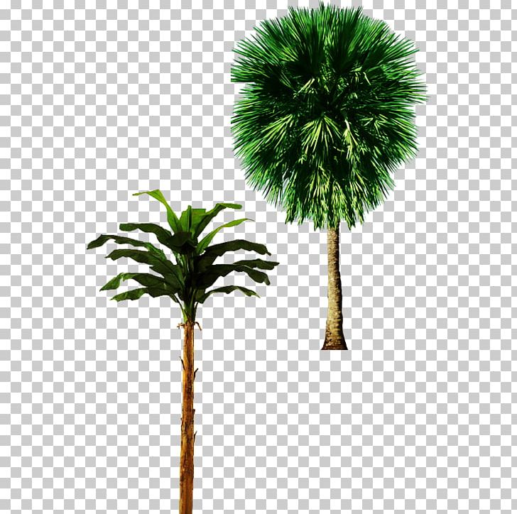 Tree Arecaceae Trunk Plant PNG, Clipart, Albizia Julibrissin, Are, Arecales, Bamboo, Banana Free PNG Download