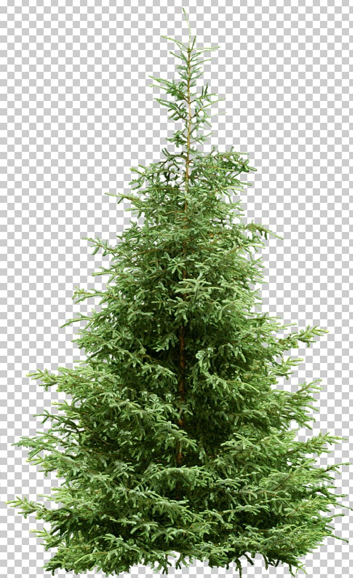 Tree Pine Fir Spruce PNG, Clipart, Biome, Christmas, Christmas Decoration, Christmas Tree, Conifer Free PNG Download