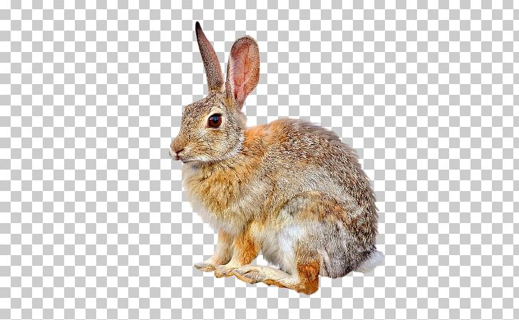 Domestic Rabbit European Hare European Rabbit Easter Bunny PNG, Clipart, Animal, Cat, Chomikujpl, Domestic Rabbit, Easter Free PNG Download