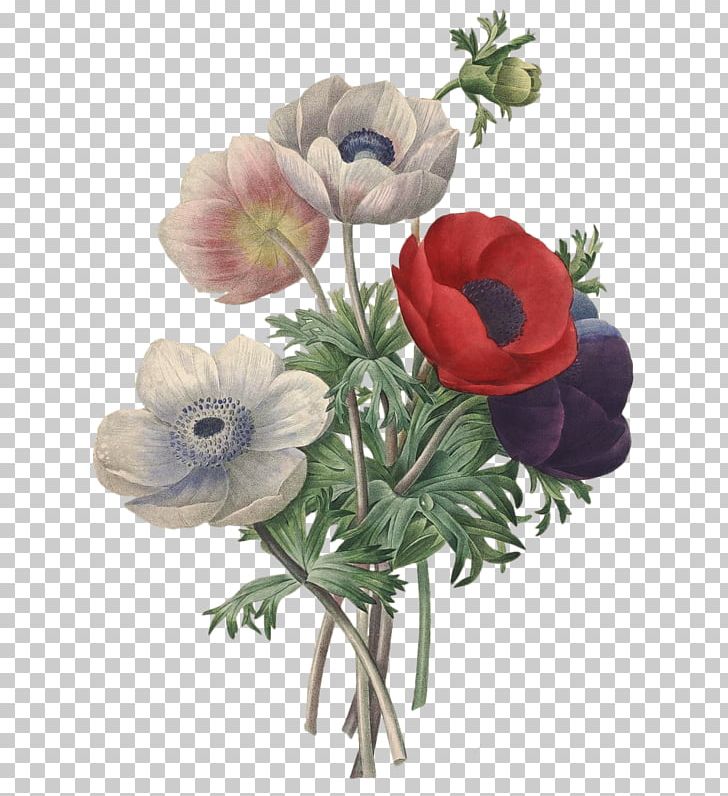 Flower Pierre-Joseph Redouté (1759-1840) Romantic Roses: Redouté's Roses Choix Des Plus Belles Fleurs Illustration PNG, Clipart,  Free PNG Download