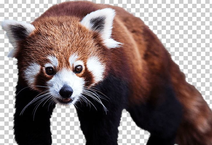 Red Panda Giant Panda Cheetah Cotswold Wildlife Park Bear PNG, Clipart, Animal, Animals, Bear, Carnivoran, Carnivore Free PNG Download