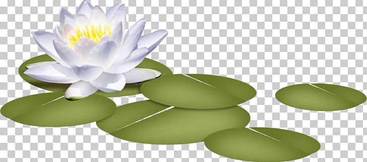 White Water-Lily Petal Water Lilies Nelumbo Nucifera Flower PNG, Clipart, Art, Flower, Lilium, Lotus, Nature Free PNG Download