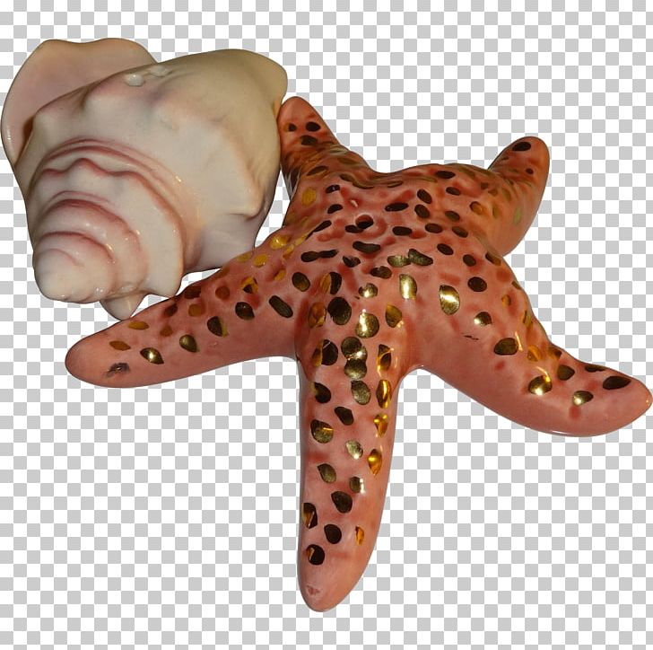 Marine Invertebrates Starfish Echinoderm Animal PNG, Clipart, Animal, Animals, Echinoderm, Invertebrate, Marine Invertebrates Free PNG Download