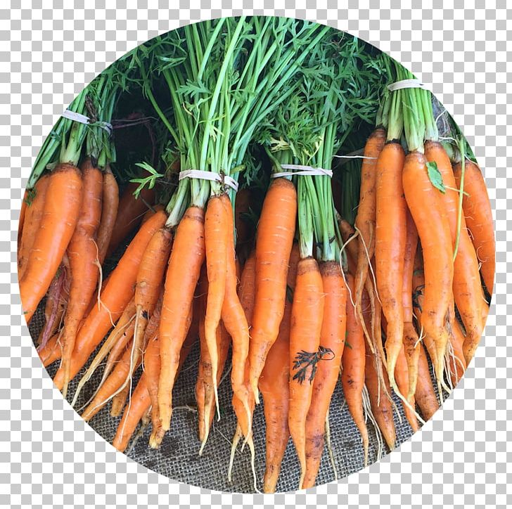 Baby Carrot Food Vegetable Fruit PNG, Clipart, Baby Carrot, Carrot, Chard, Diet Food, Dieting Free PNG Download