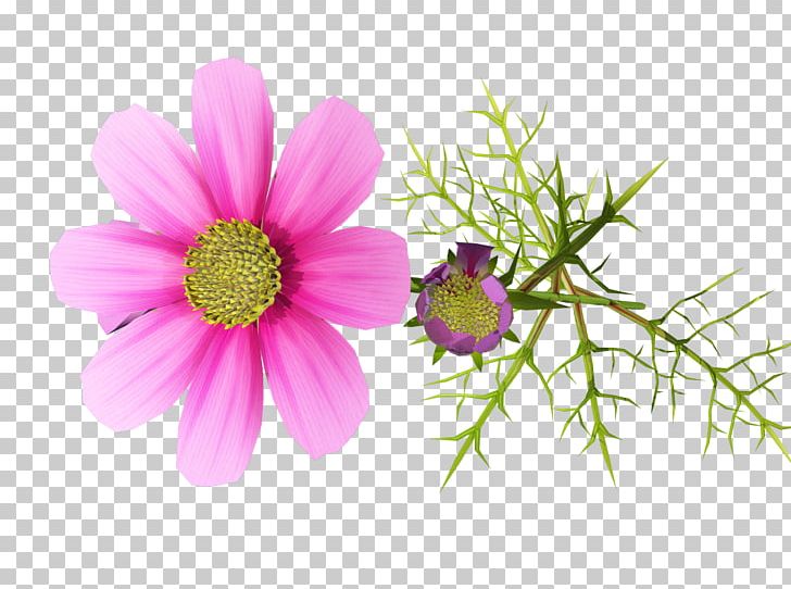 Flower Photography PNG, Clipart, Annual Plant, Aster, Chrysanths, Computer Graphics, Computer Icons Free PNG Download