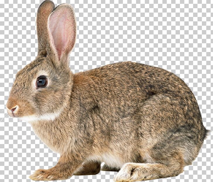 Hare Angora Rabbit PNG, Clipart, Animals, Cottontail Rabbit, Desktop Wallpaper, Domestic Rabbit, European Rabbit Free PNG Download