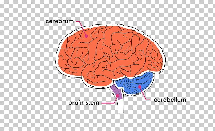 Brainstem Cerebellum Cerebral Cortex White Matter PNG, Clipart, Anatomy, Brain, Brainstem, Cerebellum, Cerebral Cortex Free PNG Download