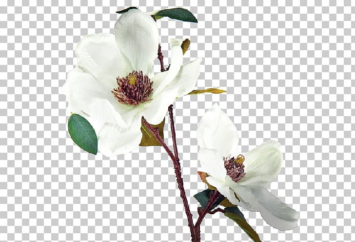 Magnolia Cut Flowers Fleur Blanche White PNG, Clipart, Blossom, Blue Rose, Branch, Color, Cream Free PNG Download