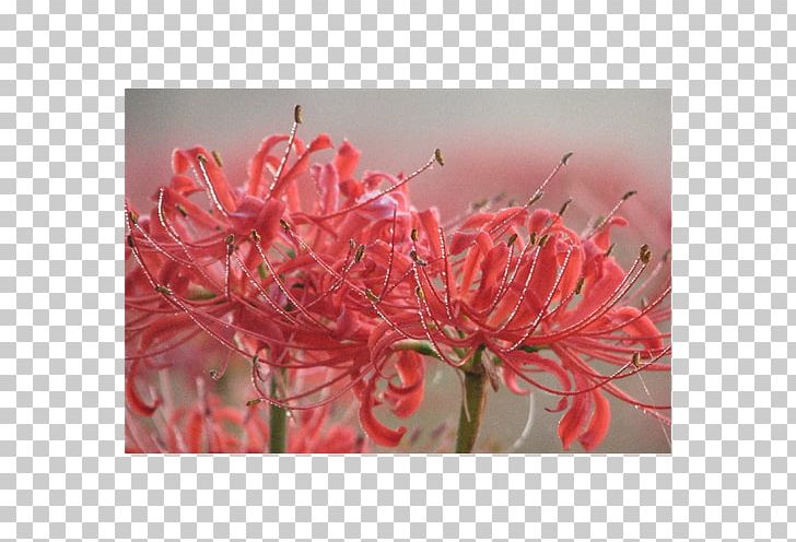 Red Spider Lily Surprise Lily Bulb Lilium Crinum PNG, Clipart, Bulb, Crinum, Daffodil, Flora, Flower Free PNG Download