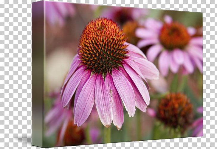 Daisy Family Coneflower Aster Purple Violet PNG, Clipart, Art, Aster, Common Daisy, Coneflower, Daisy Family Free PNG Download