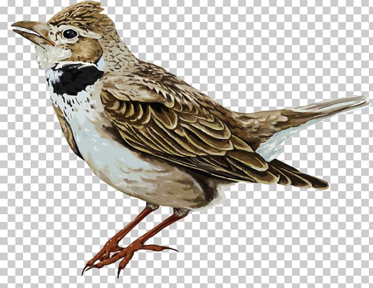 House Sparrow Bird Illustration PNG, Clipart, Animals, Beak, Bird, Birds, Cartoon Free PNG Download